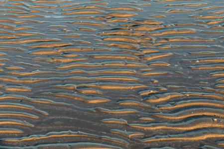 Small wave ripples in the wet sand at low tide