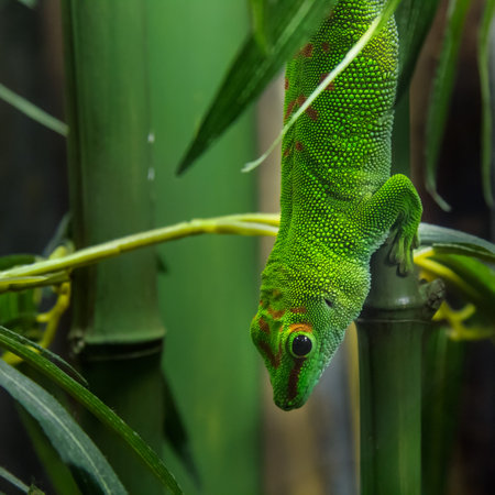 A green Gecko on a bamboo branchの写真素材