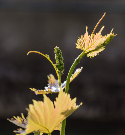 Growing bio grapes in the Italy in the springの写真素材