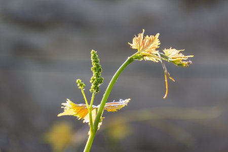 Growing bio grapes in the Italy in the springの写真素材