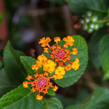 Lantana or Wild sage or Cloth of gold or Lantana camara flowerの写真素材