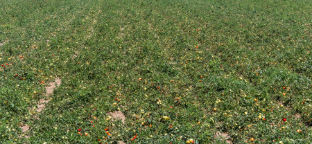 Growing tomatoes - Country in the Po Valley - Italyの写真素材