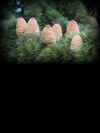 Some pinecones on cedar branch copyspaceの写真素材