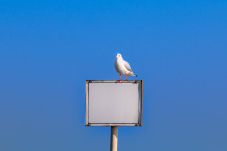 Empty information board with seagull on sky backgroundの写真素材