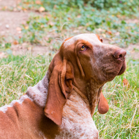 A Bracco Italiano portrait,  an Italian hunting dogの写真素材
