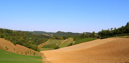Beautiful hilly landscape characterized by grapes cultivationの写真素材