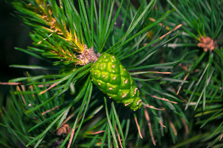 A new pine cone on the branchの写真素材