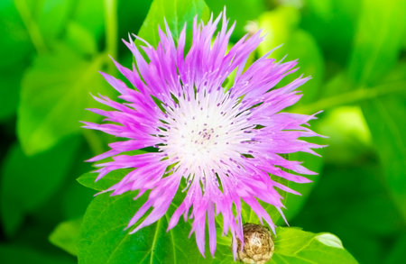 Flowers of a cornflower on a sunny day.の写真素材