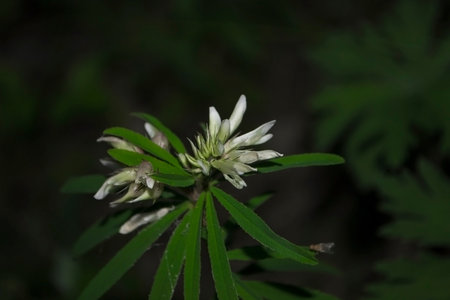 Clover lupine white on a dark background close-up.の写真素材