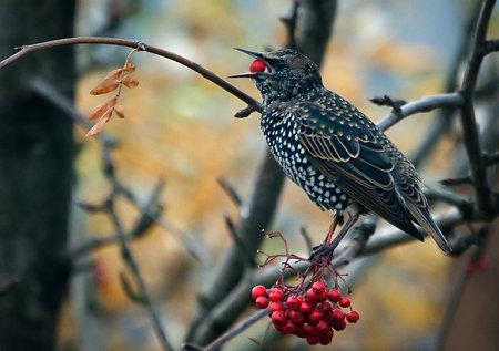 Bird eating Berriesの写真素材
