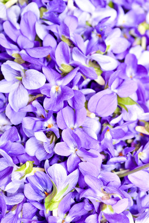 Many wild violetsの写真素材