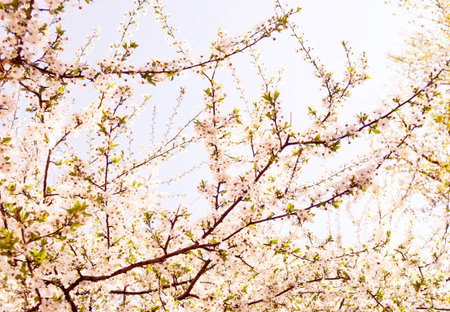 The flowering trees symbolize renewal of spring. 