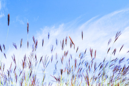 A several sheaves of wild herbsの写真素材