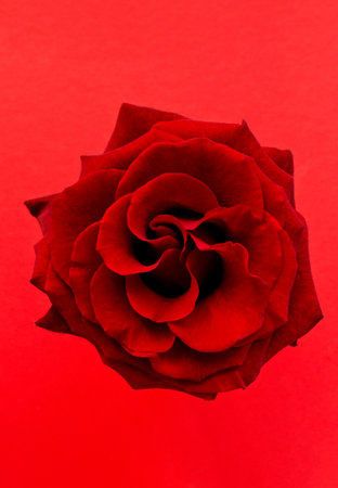 red roseの写真素材
