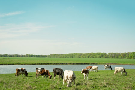 Perfect spring field with cattle grazing near the lakeの写真素材