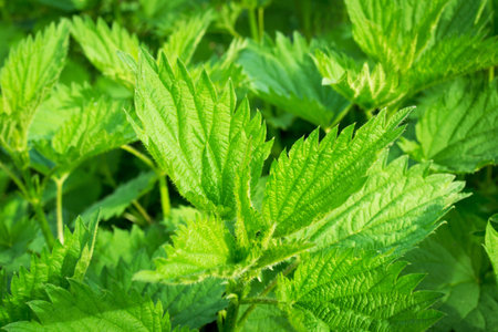 The bush of young stinging nettle, which is used in alternative medicine