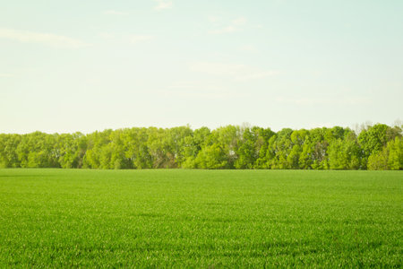 Rural landscape with young wheat field