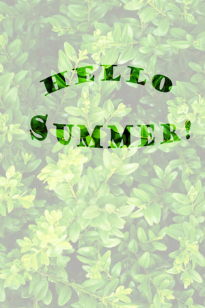 Summer now concept with green leavesの写真素材