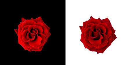 Red roses on black and white backgroundの写真素材