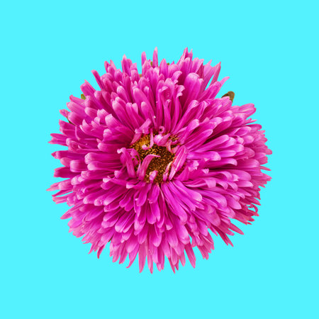 Beautiful pink flowerの写真素材