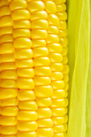 Golden sweet corn close-up
