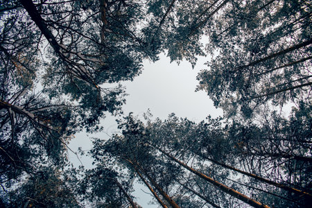 Sky view through pine branches covered with snowの写真素材