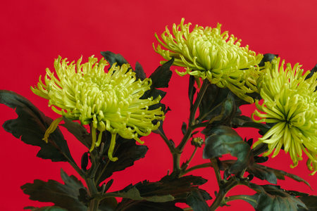 Three yellow chrysanthemums on a red backgroundの写真素材