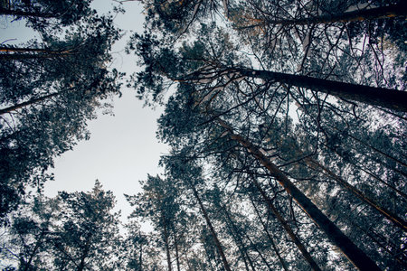 Sky view through pine branches covered with snow