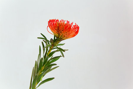 Horizontal minimalist photo of single coral Leucospermum on a white background.の写真素材