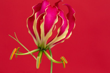 Beautiful red glariosa flower on a red backgroundの写真素材