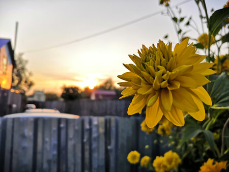 Beautiful yellow dahlia flower in the garden at sunset.の写真素材