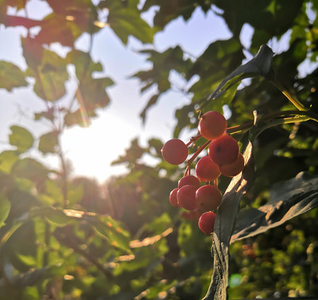 Ripe red viburnum berries on a branch in the sunlightの写真素材
