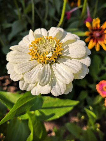 Zinnia elegans, Zinnia violacea Cav.の写真素材