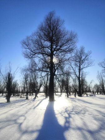 Sunlight through the trees in the winter, closeup of photoの写真素材