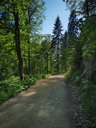 Road in the forest on a sunny day. Landscape photo.の写真素材