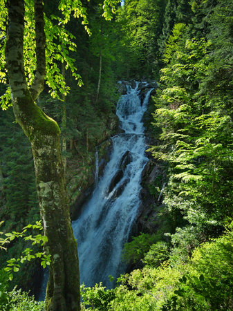 Waterfall in the forest in summerの写真素材