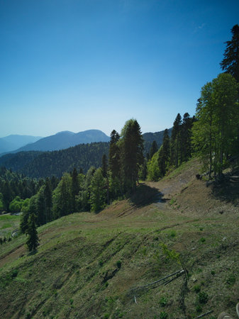 Mountain landscape with coniferous forest on a sunny day.の写真素材