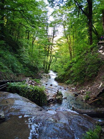 River in the forest. Mountain stream in the forest. Nature composition.の写真素材