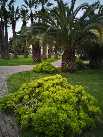 Tropical garden with palm trees and shrubs in the cityの写真素材