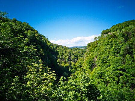 Landscape of green forest and blue sky with clouds on a sunny dayの写真素材
