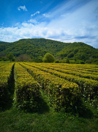 Tea plantation in the mountains. Beauty world.の写真素材