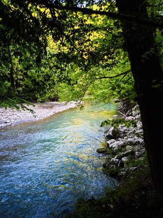 River flowing through the forest in summer,の写真素材