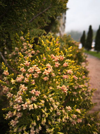 Flowers of a thuja in the park on a foggy dayの写真素材