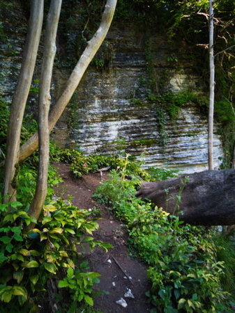 Nature in the national parkの写真素材