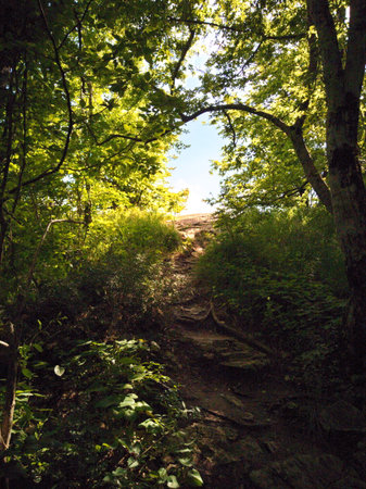 Hiking trail in the forest on a sunny day. Hiking trail in the forest.の写真素材