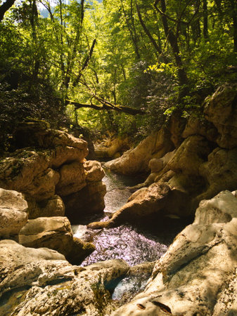 Mountain river in the forest. The concept of active and extreme tourismの写真素材