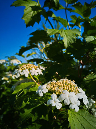 White flowers of viburnum with green leaves on a background of blue skyの写真素材