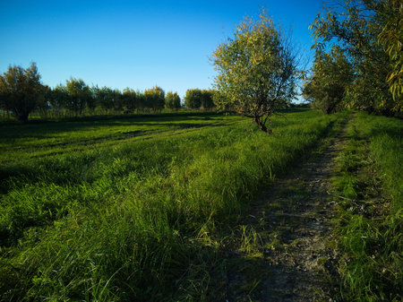 Autumn landscape with willow trees and dirt road in the countrysideの写真素材