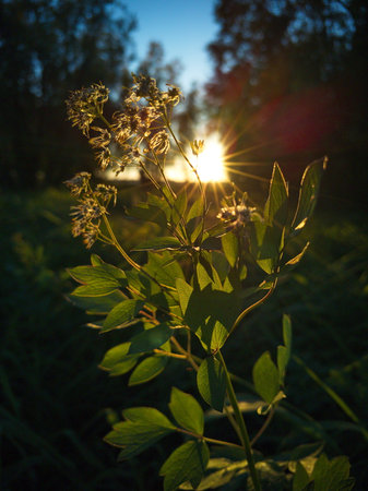 Sunset on a meadow in the rays of the setting sunの写真素材