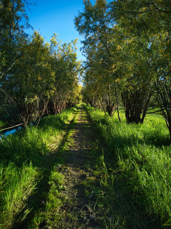 Autumn landscape in the park, trees and grass on the groundの写真素材